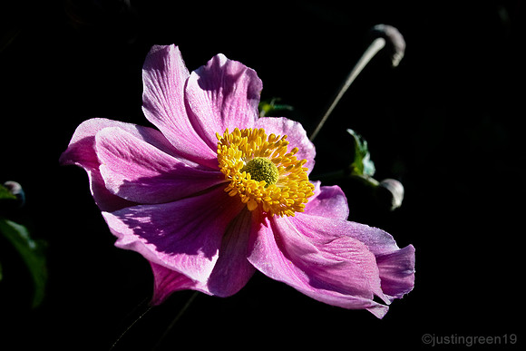 Japanese Anemone