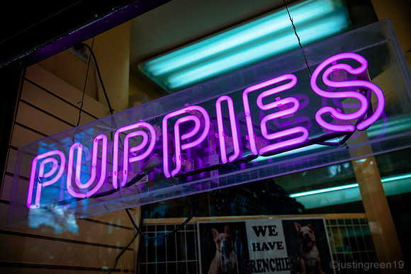 Puppies for sale