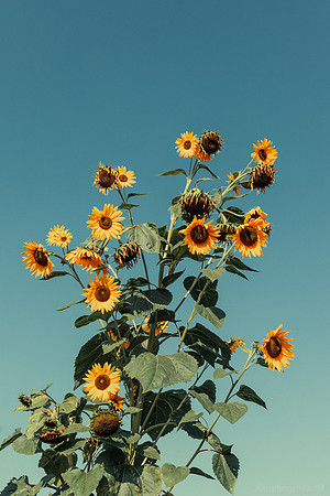 Sunflowers