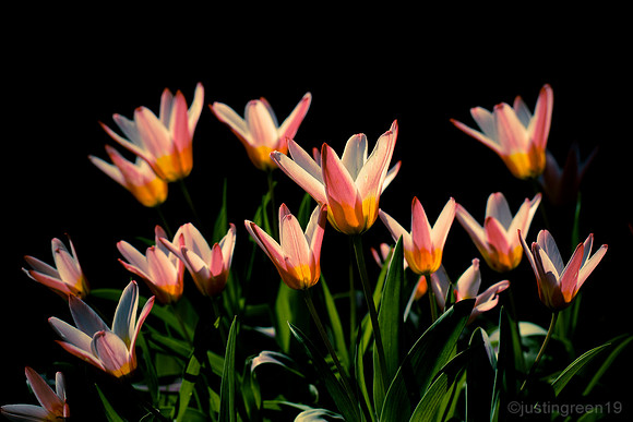 tulips