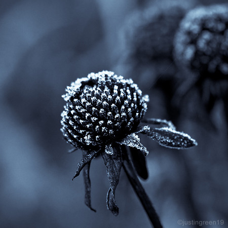 Frosty Seed Head