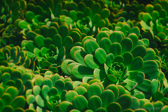Houseleek