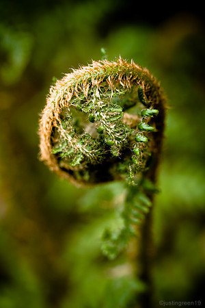 green fern