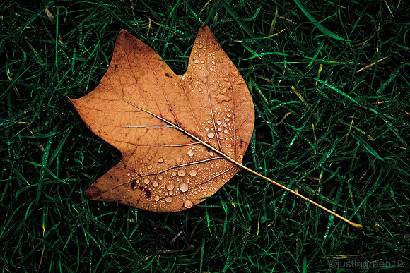 Tulip Tree Leaf