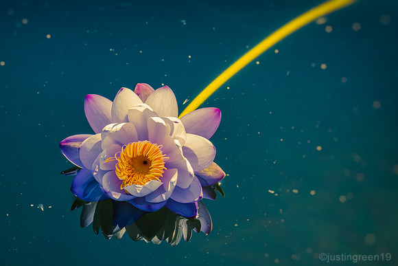 Water Lily