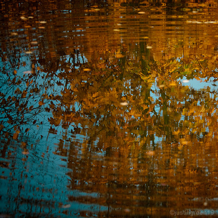 Autumn leaves